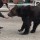 Comment les animalistes ont réussi à faire croire qu'il y a des ours dans les cirques français